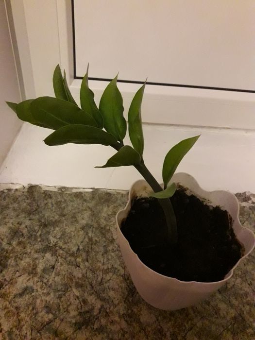 Домашние цветы комнатные