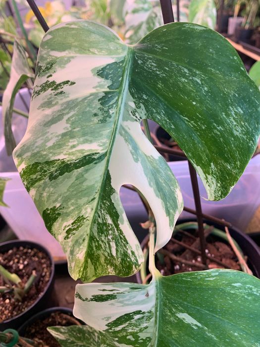 Vand  pui de flori din familia monstera de 3 - 6 luni