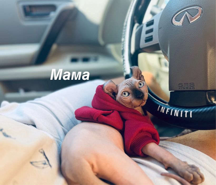 Продаются котята сфинкса - эльфа