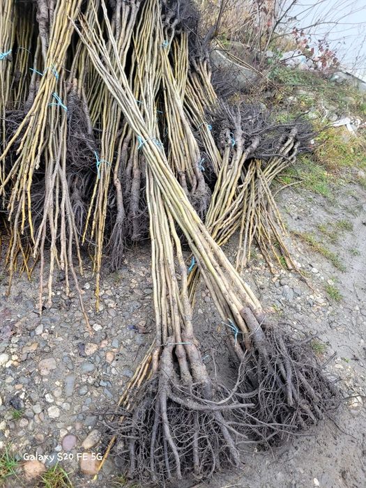 Baloti fan sau lucerna Rotunzi 40.Drept.500.La TIR>RO