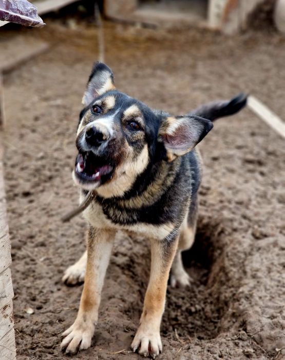 Шурик из приюта "Хвостатый Рай"