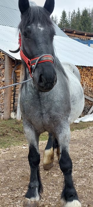 Vând manza de 3 ani