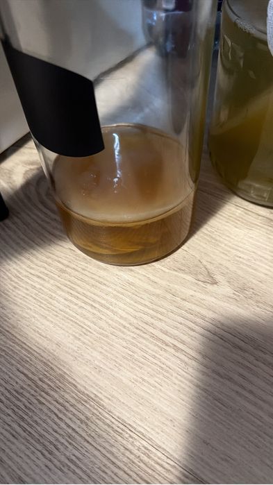 Ciuperca Kombucha