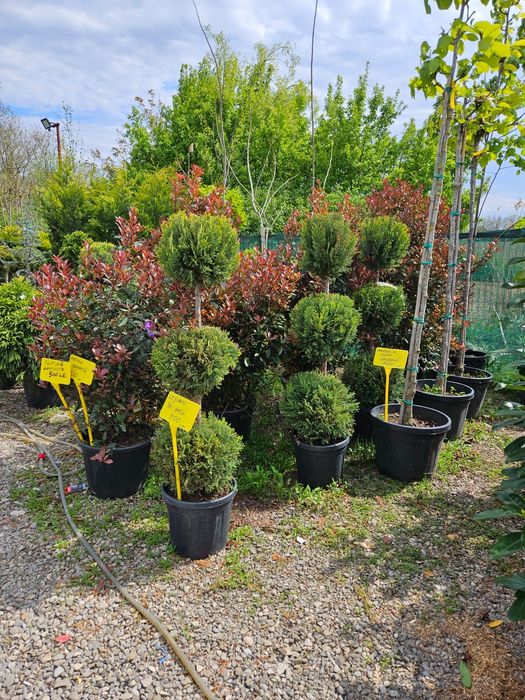 Leylandy toate dimensiunile