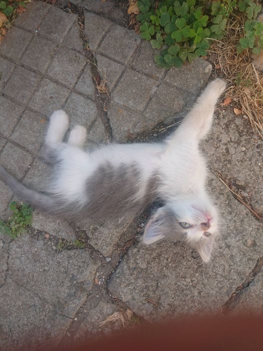 Подарявам  малки котенца