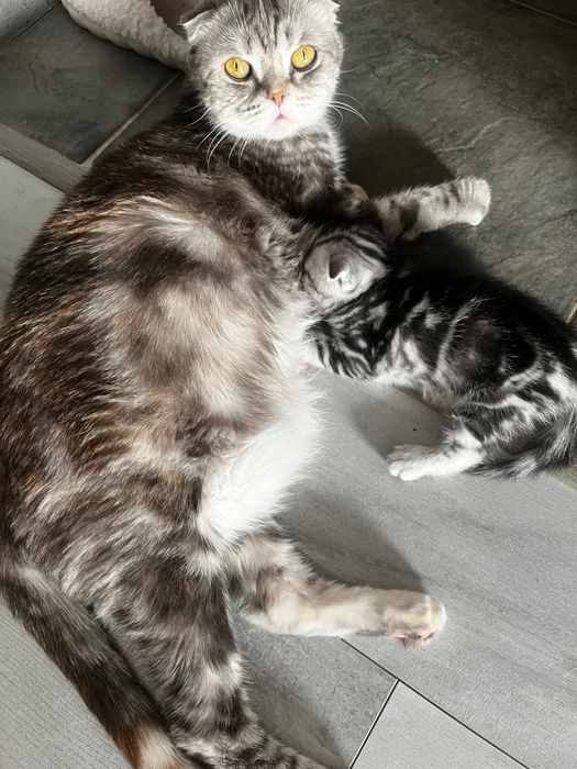Шотландский котята