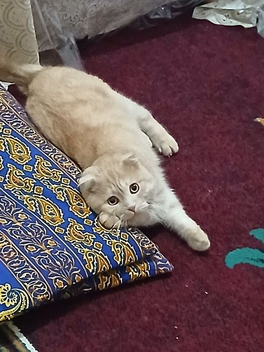 Британский мушук сотилади. Зоти тоза.