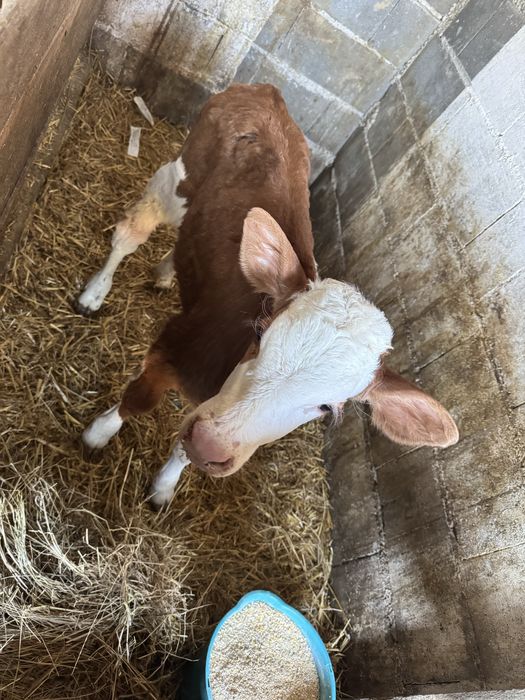 Tauras baltat de vanzare