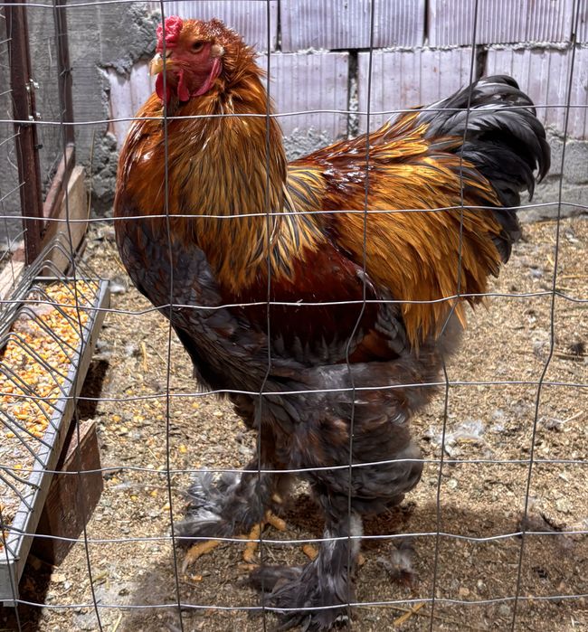 Doi cocosi brahma potarnichiu albastru si bso