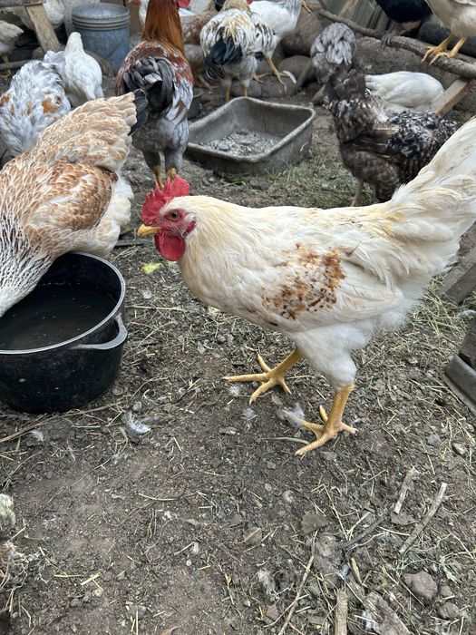 Продам молодых петушков