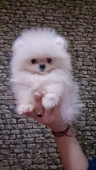 Померан мини женско