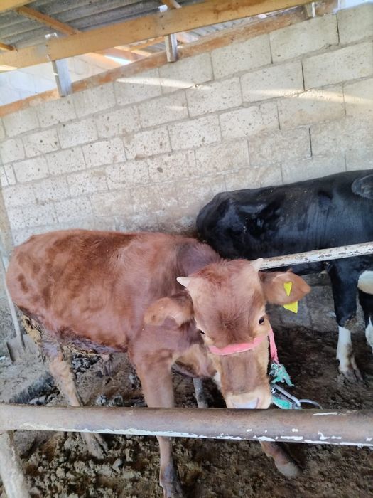 Бука.        .         .