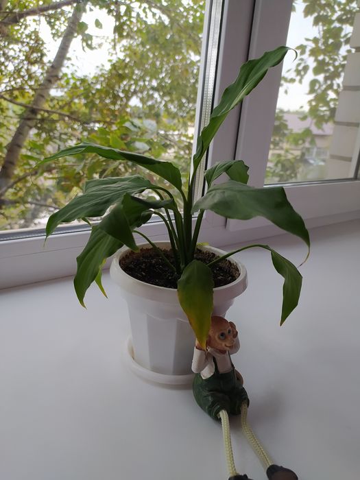 Комнатные цветы "женское счастье"