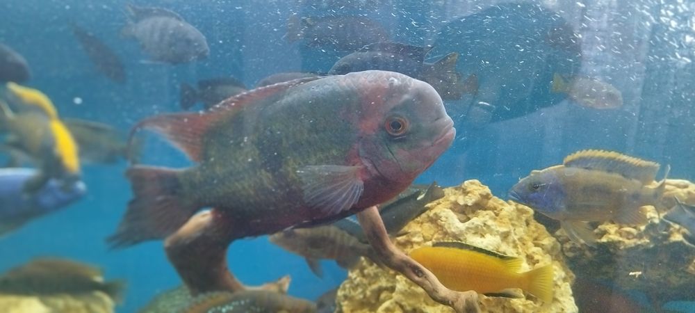 Винная цихлазома бражник