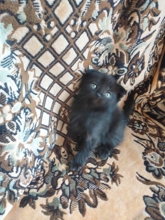 Котята вислоухие