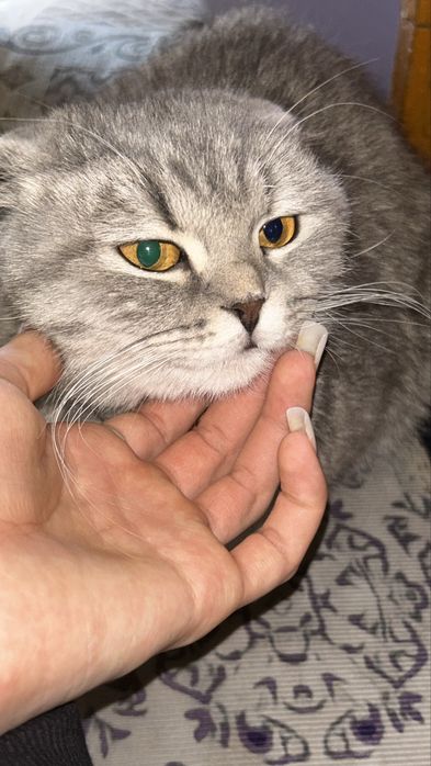 Котята , мальчики . Мать вислоухая