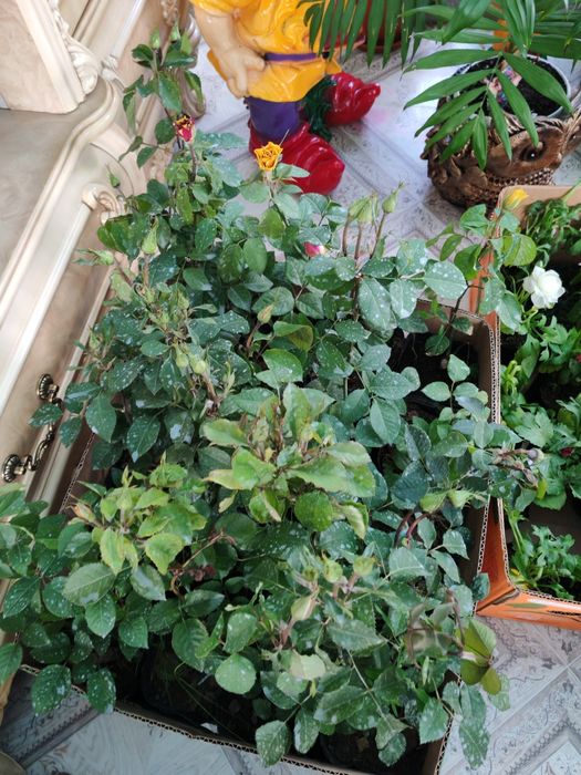 Продам цветы 500