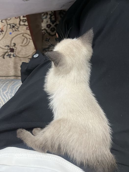 Сиамская кошка девочка