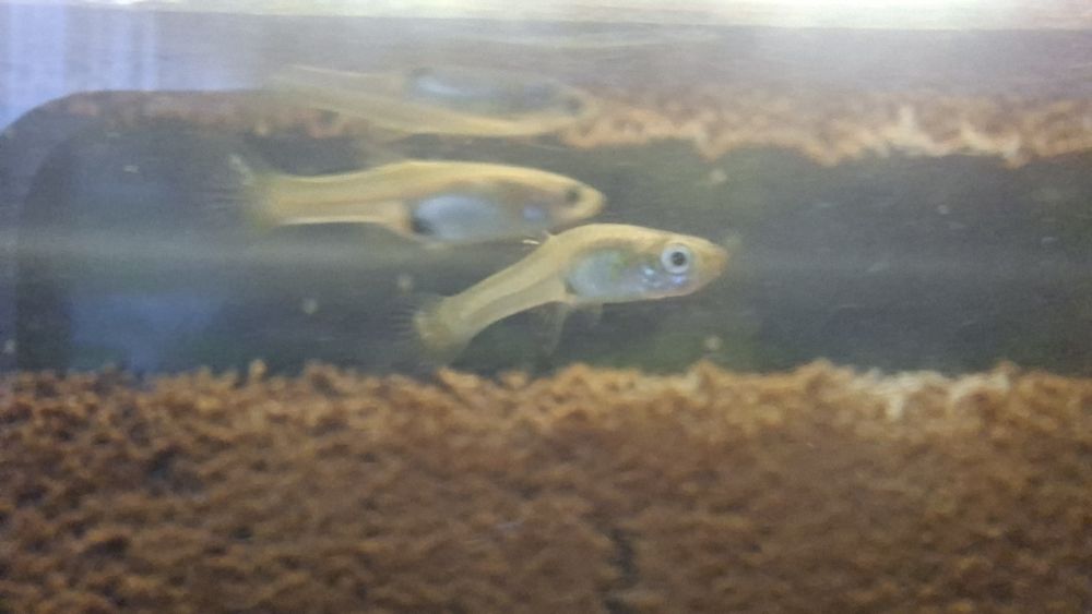 Сларида ред чери и гупи