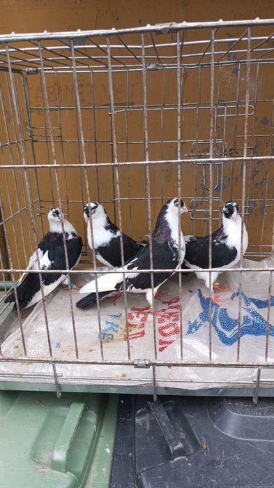 Vând porumbei Galateni Albastru și Negru