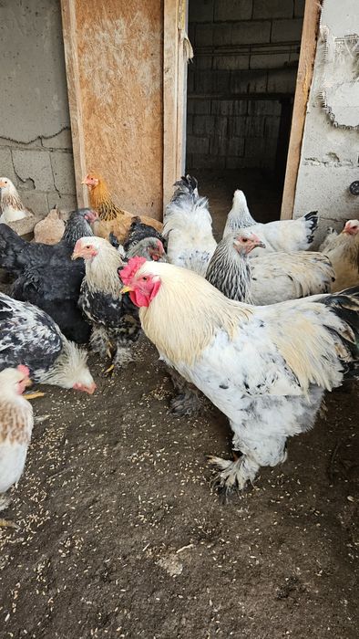 Куры и петухи молодые