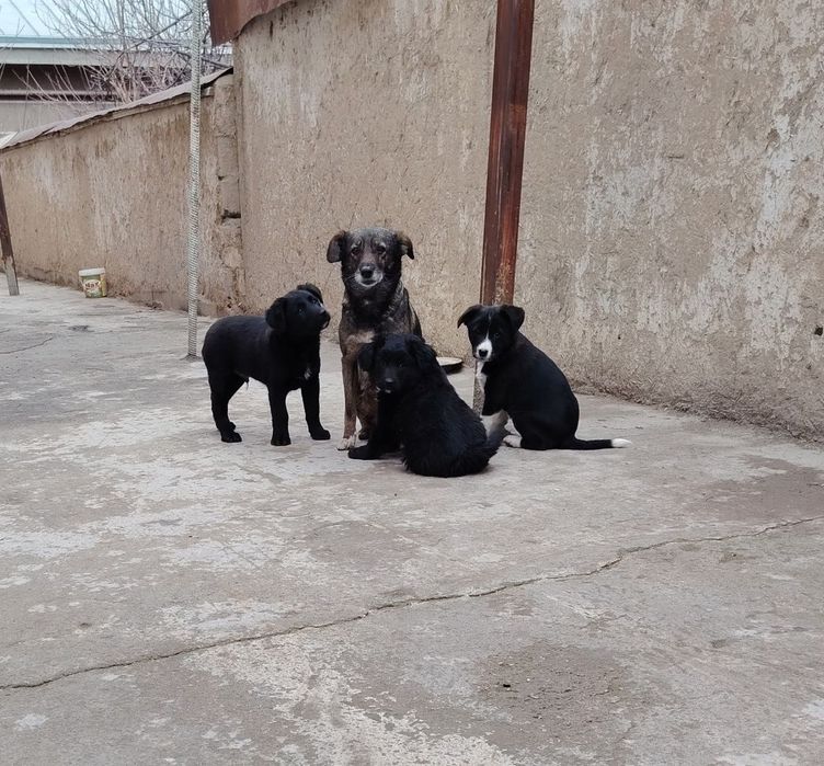 Щенки красивые, будут среднего размера