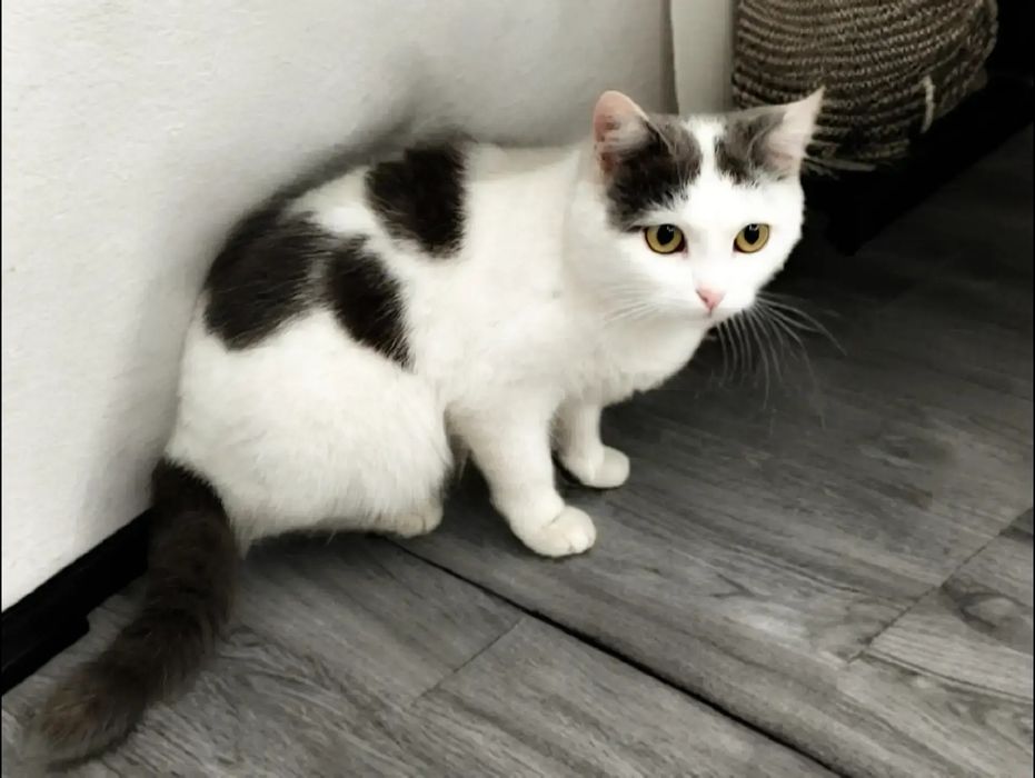 Кошечка ищут дом!