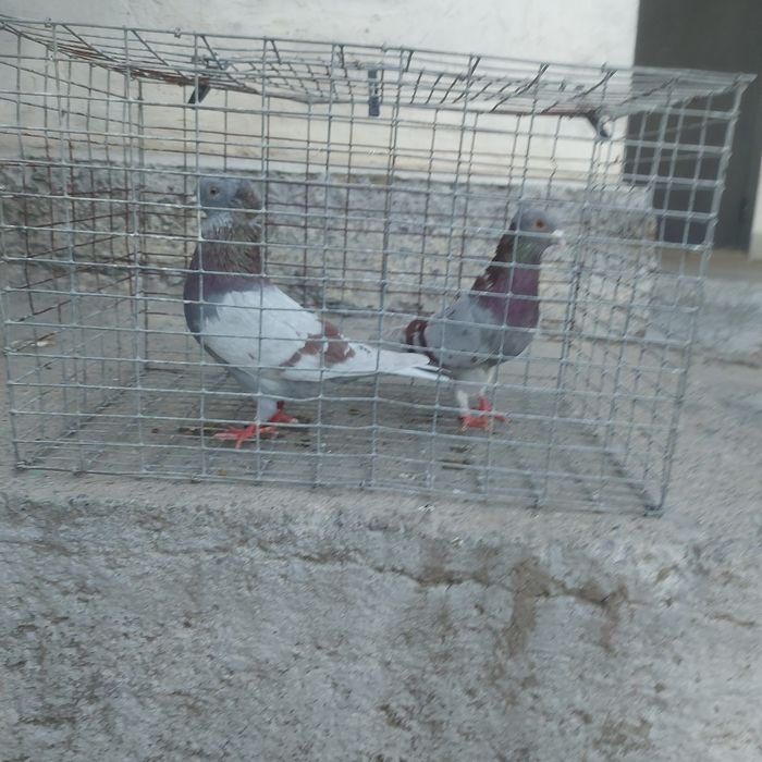 Краснамрамор чубати оба самец