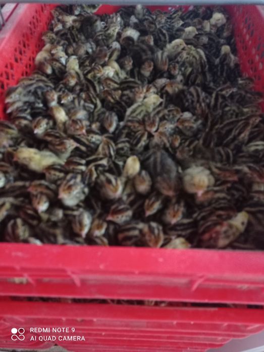 Бир кунлик бедана жужалари заказга чикариб берамиз У́збекистон буйлаб