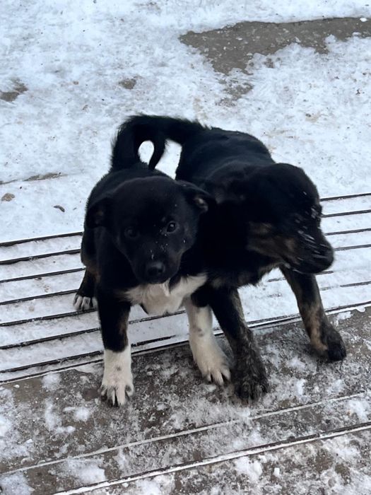 Отдам в добрые руки