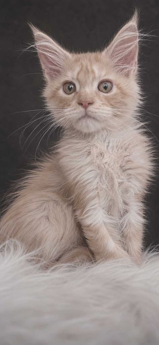 ICECREAM – Maine Coon Cream Smoke | Aproape roz în lumină | www.lynxrunecode.com