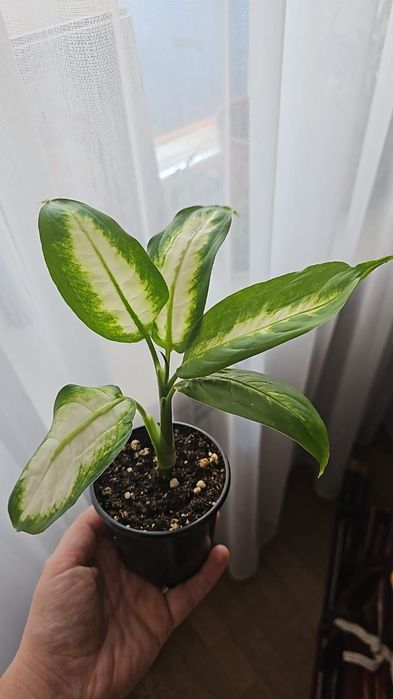 Комнатные цветы 1200 тг