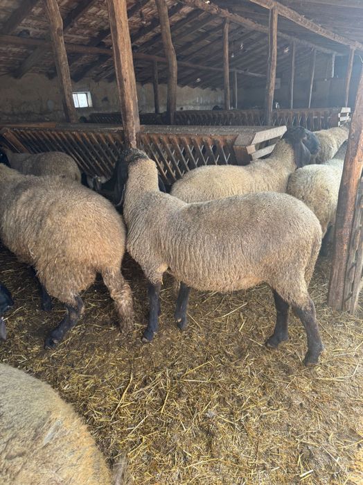 Berbec carabas bulgăresc