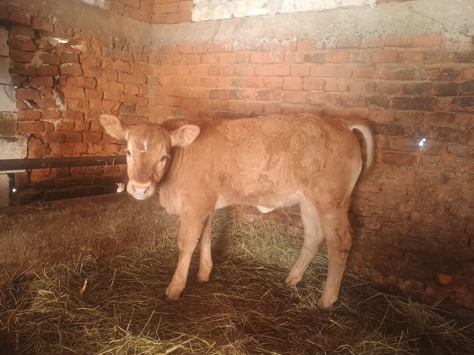 Doua vitele una limuzina una baltata