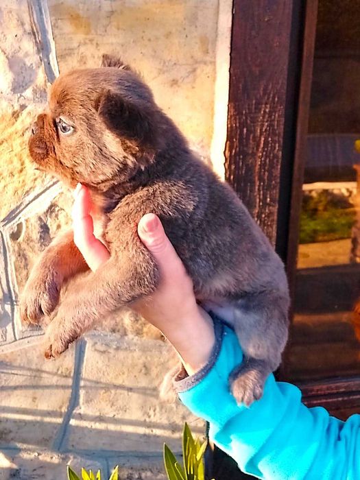 Френски булдог флъфи