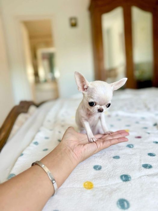 Chihuahua TeaCup Apple Head -China Alb imaculat