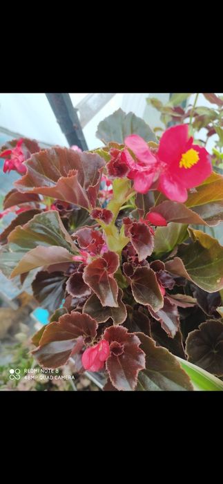 Цветы цветы цветы