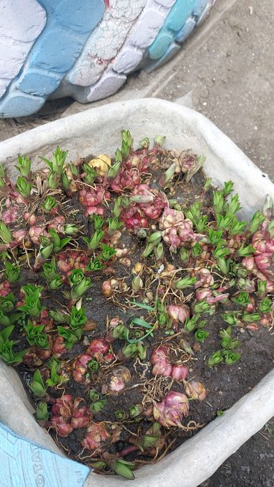 Луковиции лилиии сортовые.