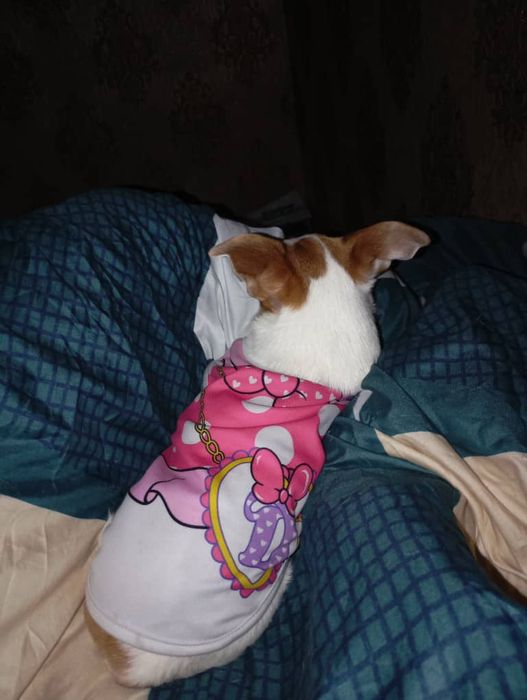 Собака чхвахува малчик