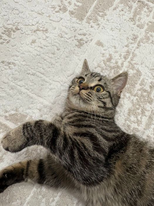 Отдам кошку добрые руки