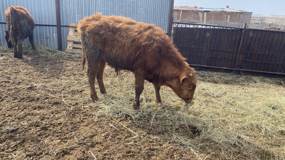 6 бас баспақ сатылады