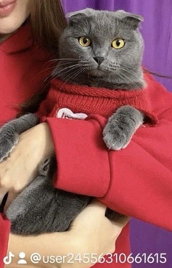 Отдам кошку хорошую руки