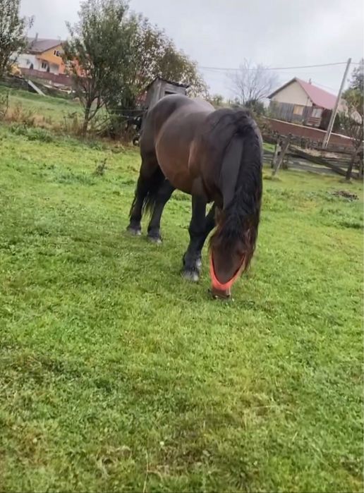 Vând armăsar murg sau schimb cu o iepușoară murgă