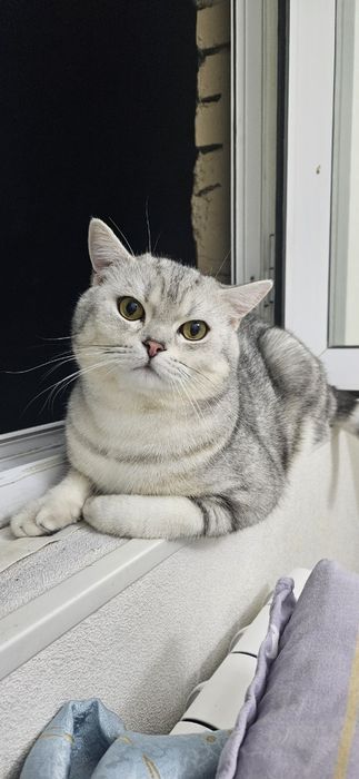 Skottish strayd sotiladi