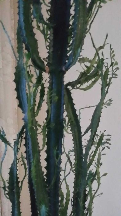 Кактус в саксия - 2.30м висок