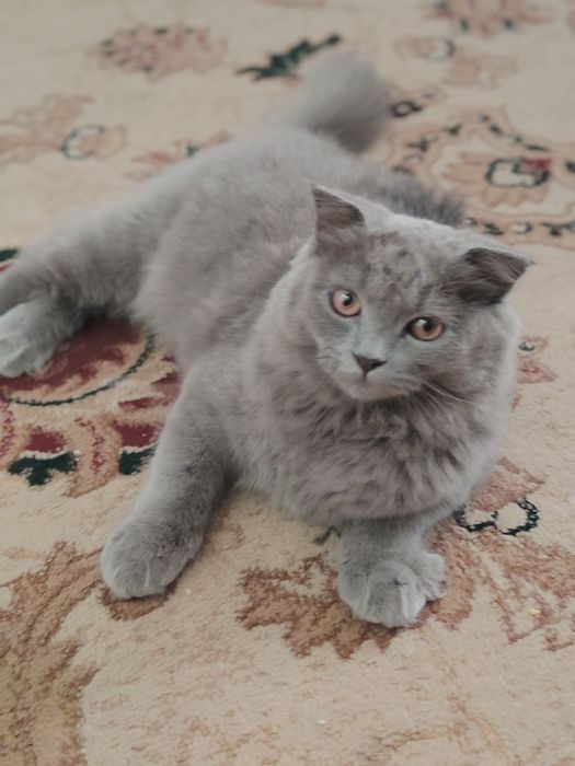 Mushuk sotiladi. Продается кошка