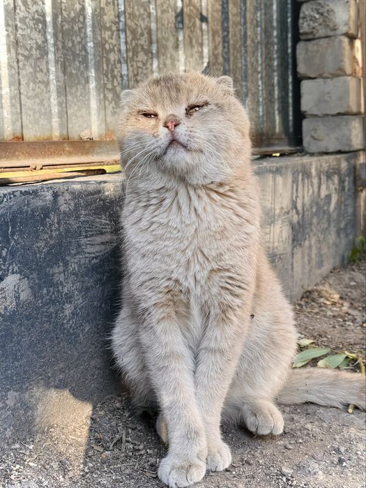 Отдам кота, кот ищет дом, мальчик. Астана