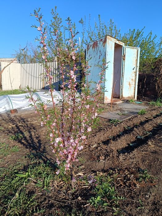 Саженцы дикого миндаля
