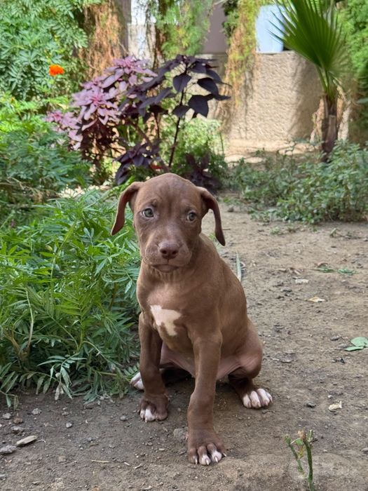 Sotiladi Pitbul 3ta