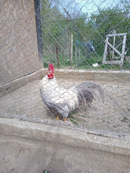 Găini și cocos italiana perlata, marans , găini pitice